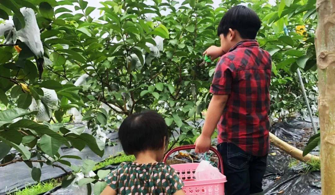 水果奶奶高手论坛资料大全，解锁果蔬种植的秘密花园