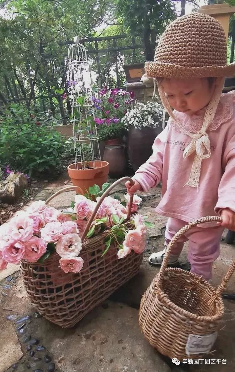 天下水果奶奶心水主论坛，共享甜蜜，传递健康