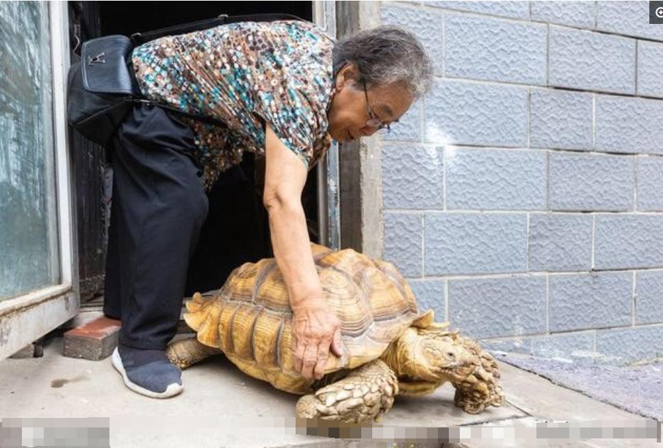 水果奶奶，免费论坛的智慧园地