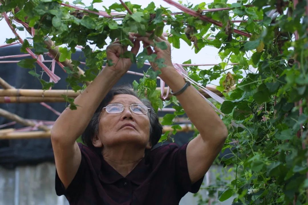 水果奶奶，一位被遗忘的农业传承者