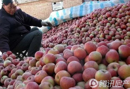 水果奶奶手机版论坛，连接果农与消费者的甜蜜桥梁