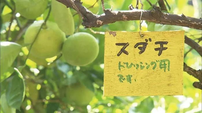 65234水果奶奶主论坛，正版果品交流的权威平台