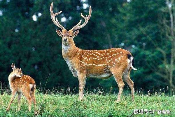 澳门水果奶奶正版资料大全，免费版最新介绍