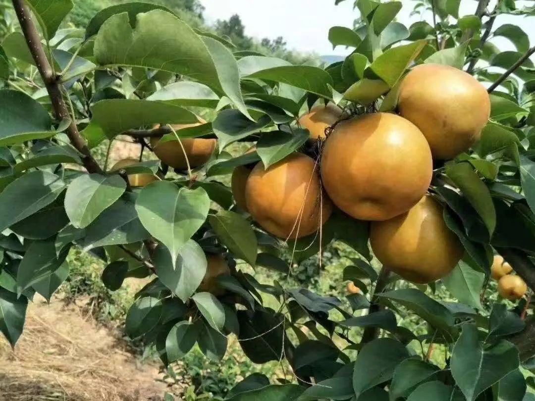甜蜜果缘，水果奶奶的奇妙冒险——一部温馨又奇趣的儿童动画片