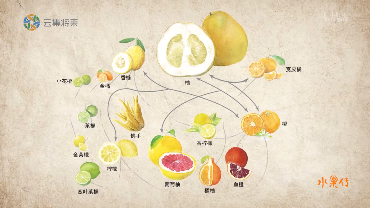 水果奶奶的宝藏图，绘制创意与智慧的结晶