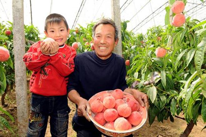 2019-果农新知，免费水果种植资料排行榜与水蜜桃奶奶的智慧分享