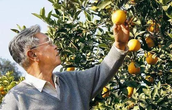 2046年，水果奶奶的新果时代——最新消息与展望