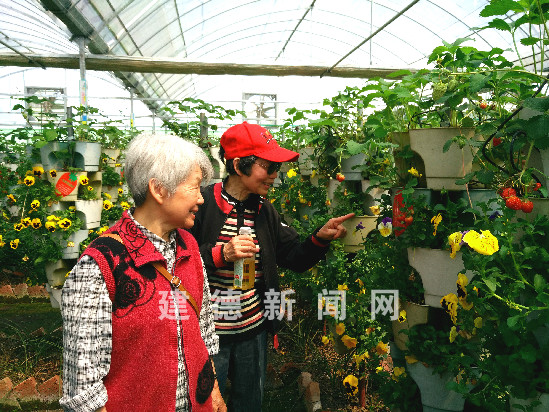探索水果奶奶的智慧果园，612.com上的高手心水第一论坛揭秘