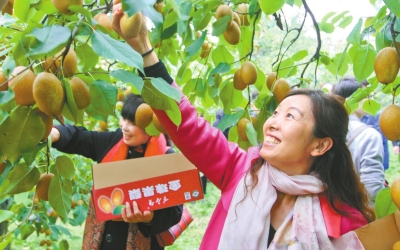 澳水果奶奶，精准资料引领果蔬行业新风尚