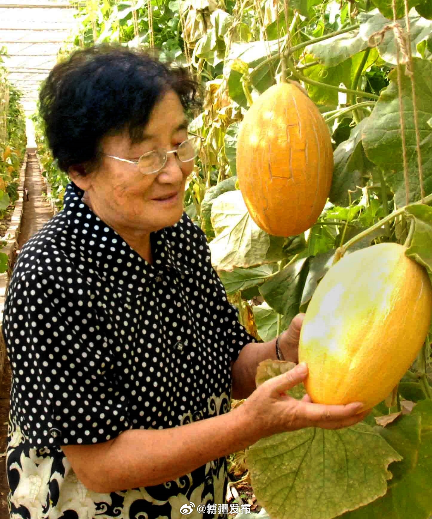 水果奶奶第二路论坛最新动态，今日新鲜事大揭秘