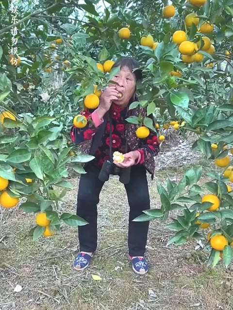水果奶奶论坛，官方正版最新版的探索与体验