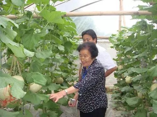 澳门水果奶奶，甜蜜背后的故事与官方资料网探索