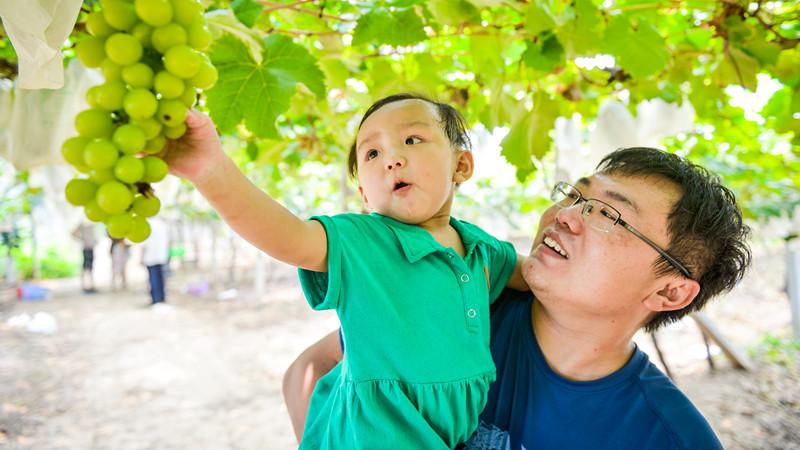 台湾水果奶奶，一首唱响乡愁的甜蜜旋律
