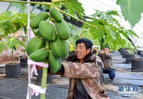 探索2357与水果奶奶的奇妙世界，最新中文版图片揭秘
