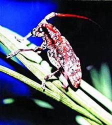 探索数字背后的奥秘，红五图库、天牛与97654的神秘之旅红五图库天牛图库天97654今天彩报