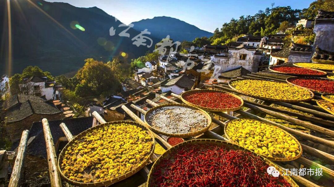 香淃六彩，从播种到收获的美丽旅程香淃六香彩现场开奖直播
