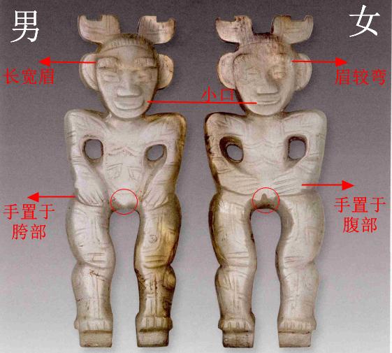 双性人功能及结构图片