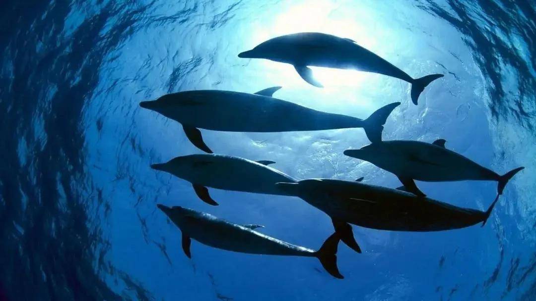 探索知识海洋，正版免费资料大全943的魅力与价值正版免费资料大全下载