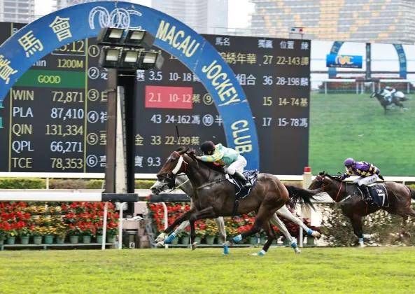 2019年香港马会资料大全，探索赛马的辉煌与魅力