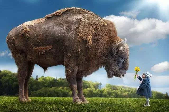 探秘四不像的奇妙世界，解密中国神话与现实中的神秘生物四不像是什么神兽