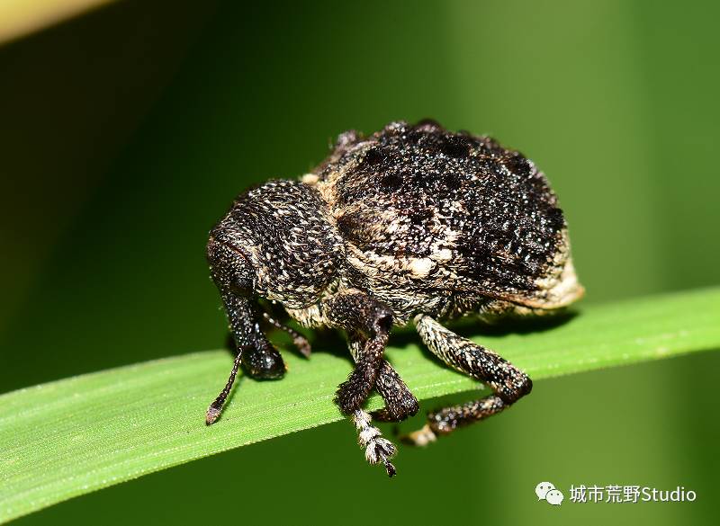 探索数字背后的奥秘，红五图库、天牛与97654的神秘之旅红五图库天牛图库天97654a