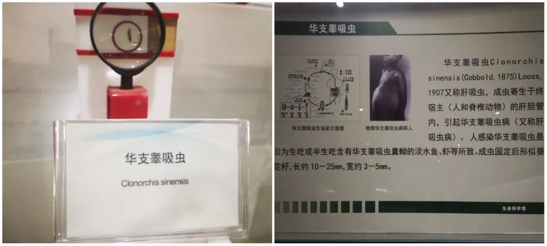 探秘香港612生命灵粮堂，最新免费版剧本在线观看指南香港611灵粮堂崇拜